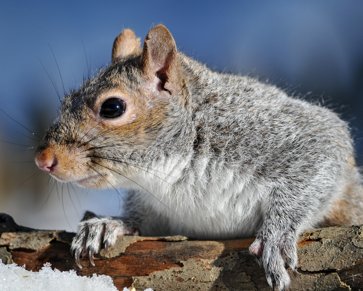 A gray squirrel peers over a snowy log.