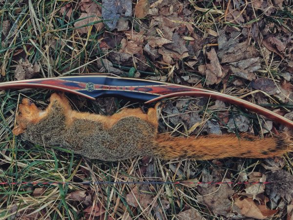 A fat fox squirrel, beside a traditional Bear bow.