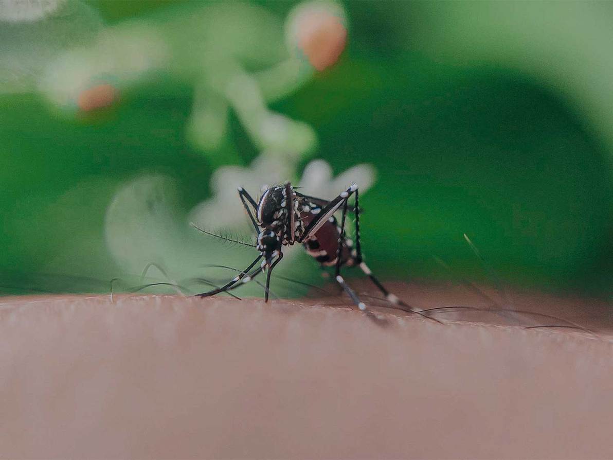 Close up image of a mosquito on an arm.