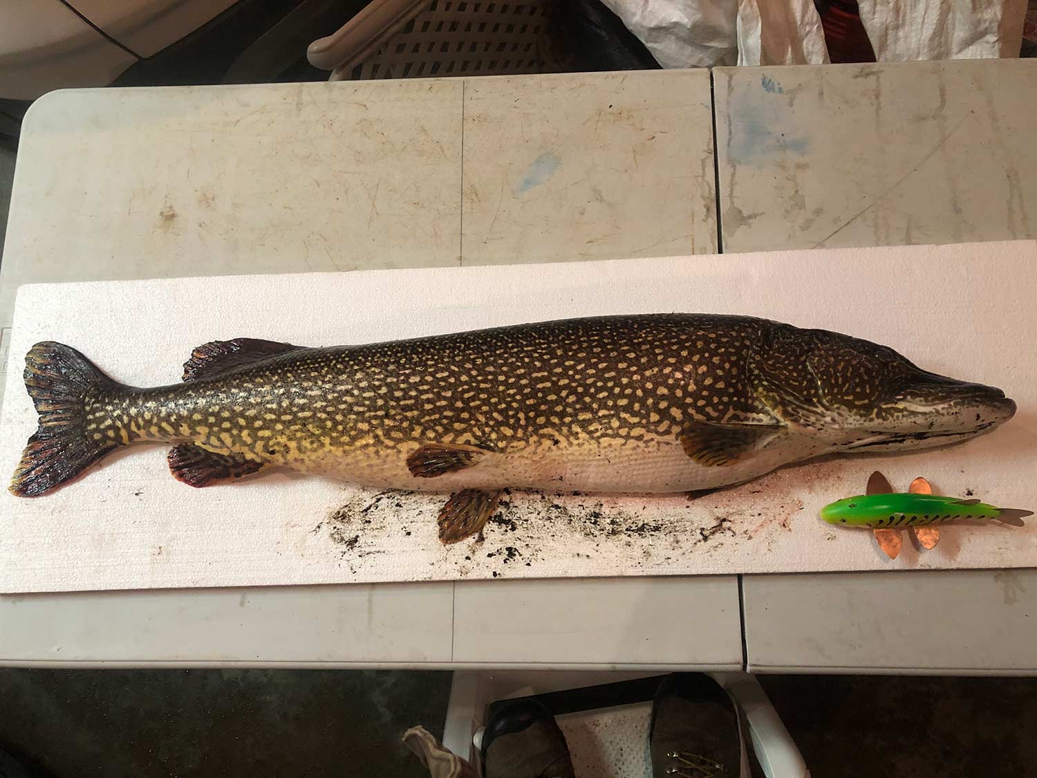 A pike fish on a table.