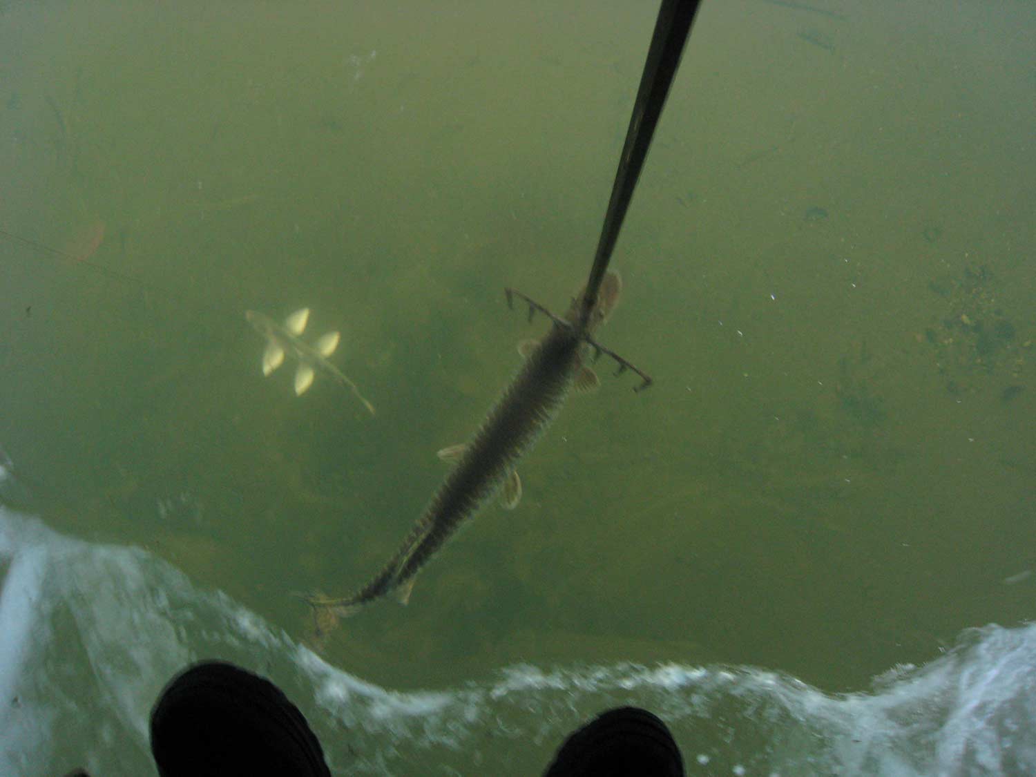 A large northern pike about to be speared.