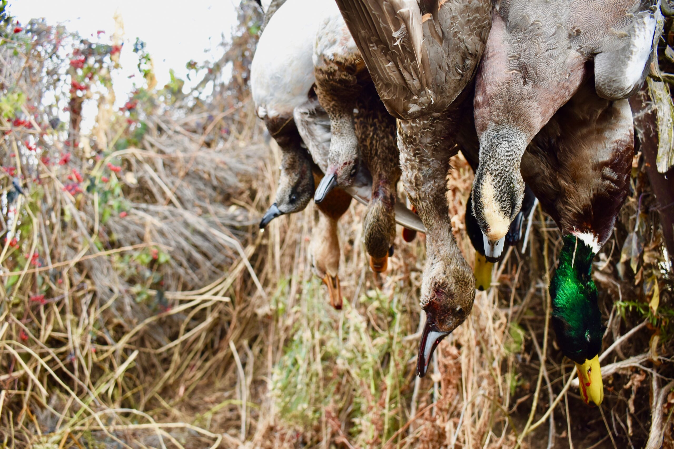 Fewer days afield is the answer to better duck hunts.