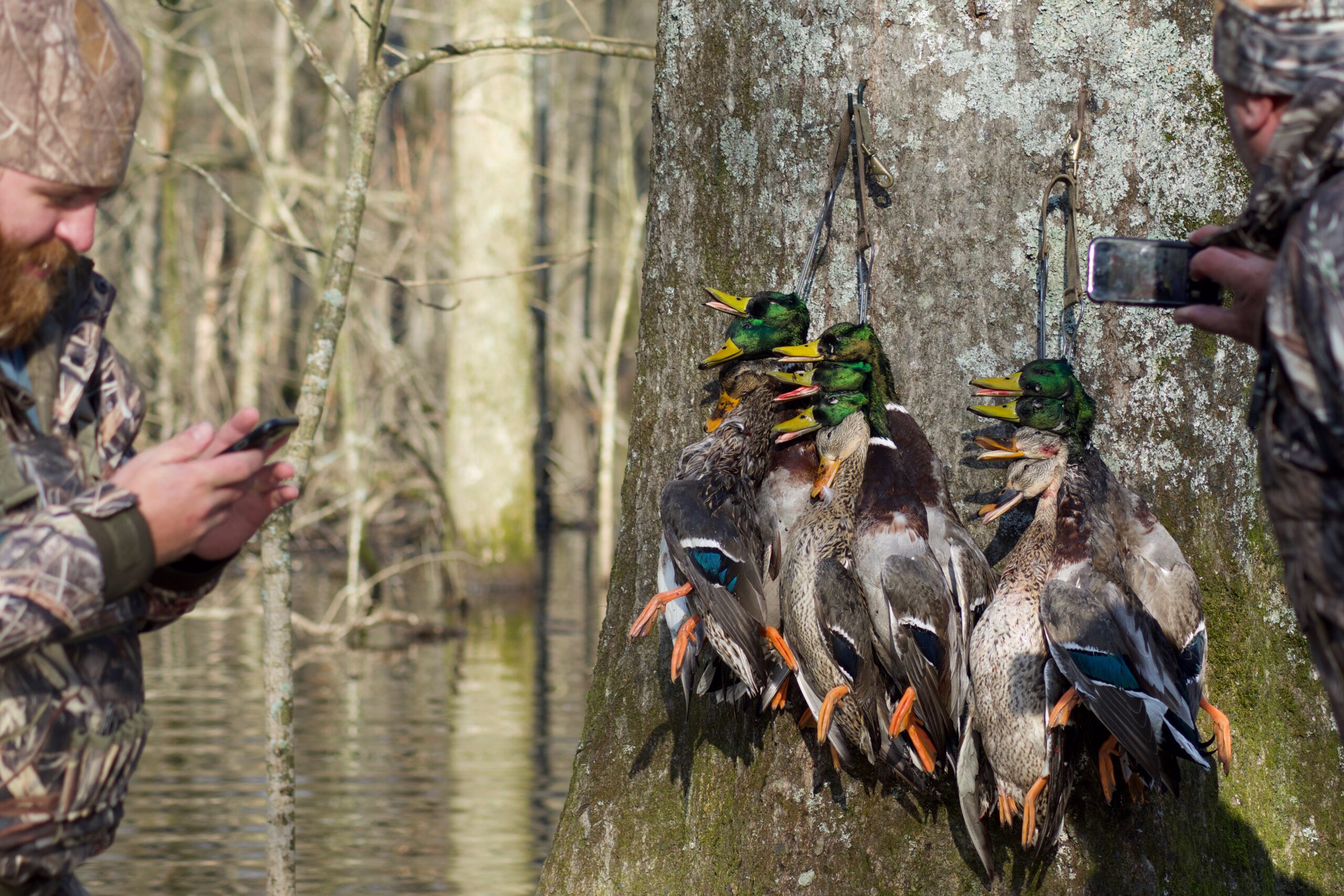 To have success hunting pressured ducks, you have to let them rest.