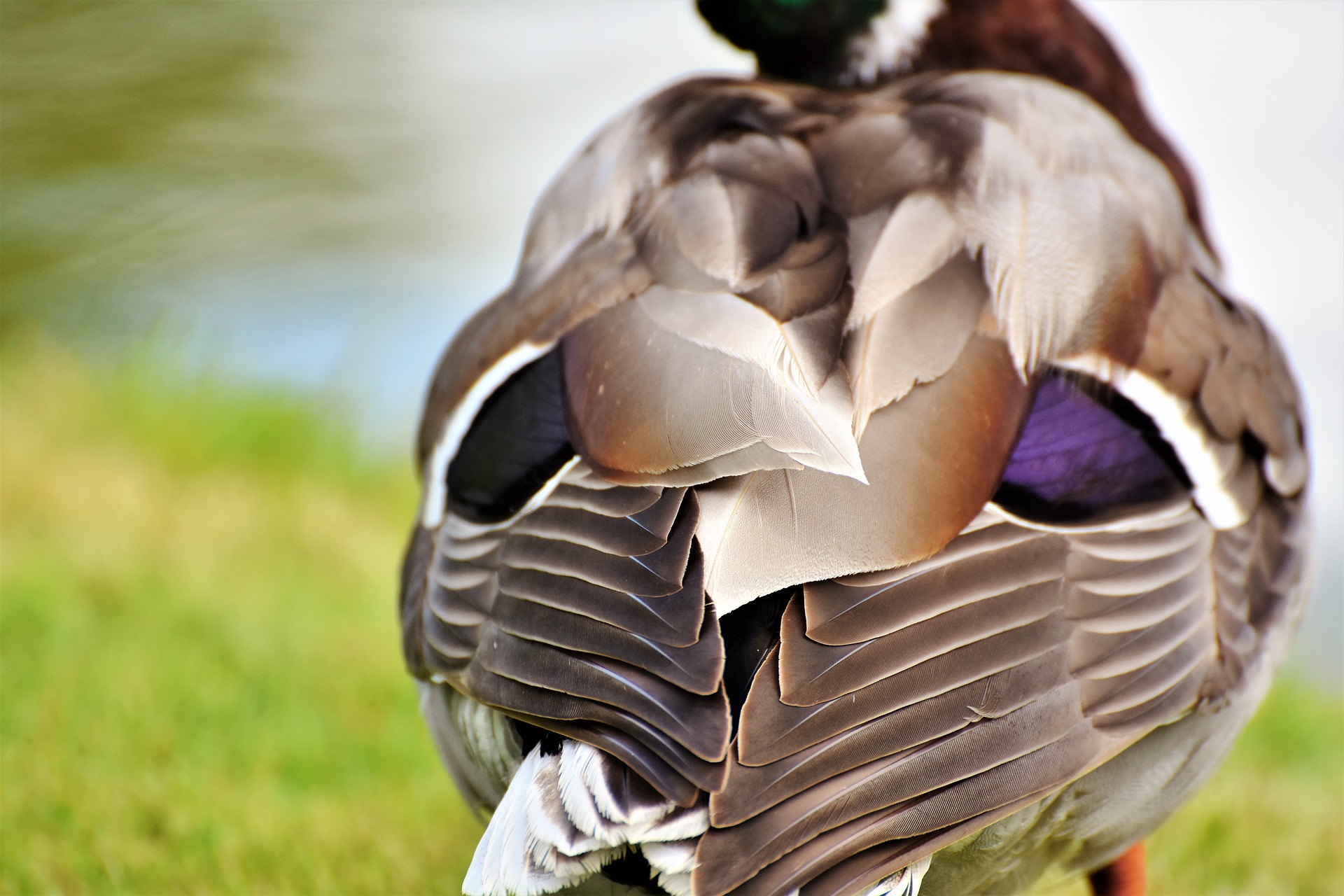 During the summer waterfowl go through a molting process.