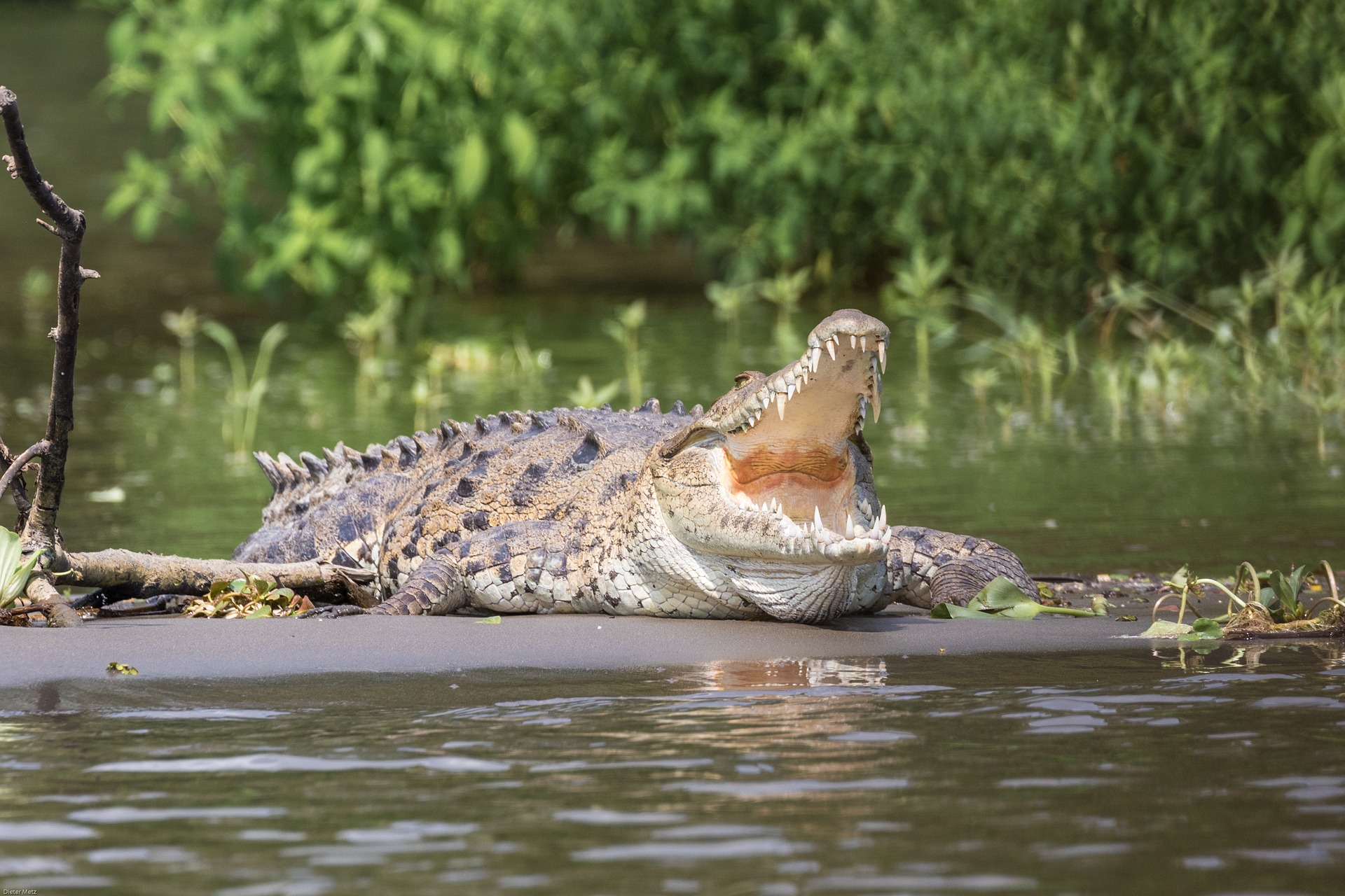 A large crocodile in the water.