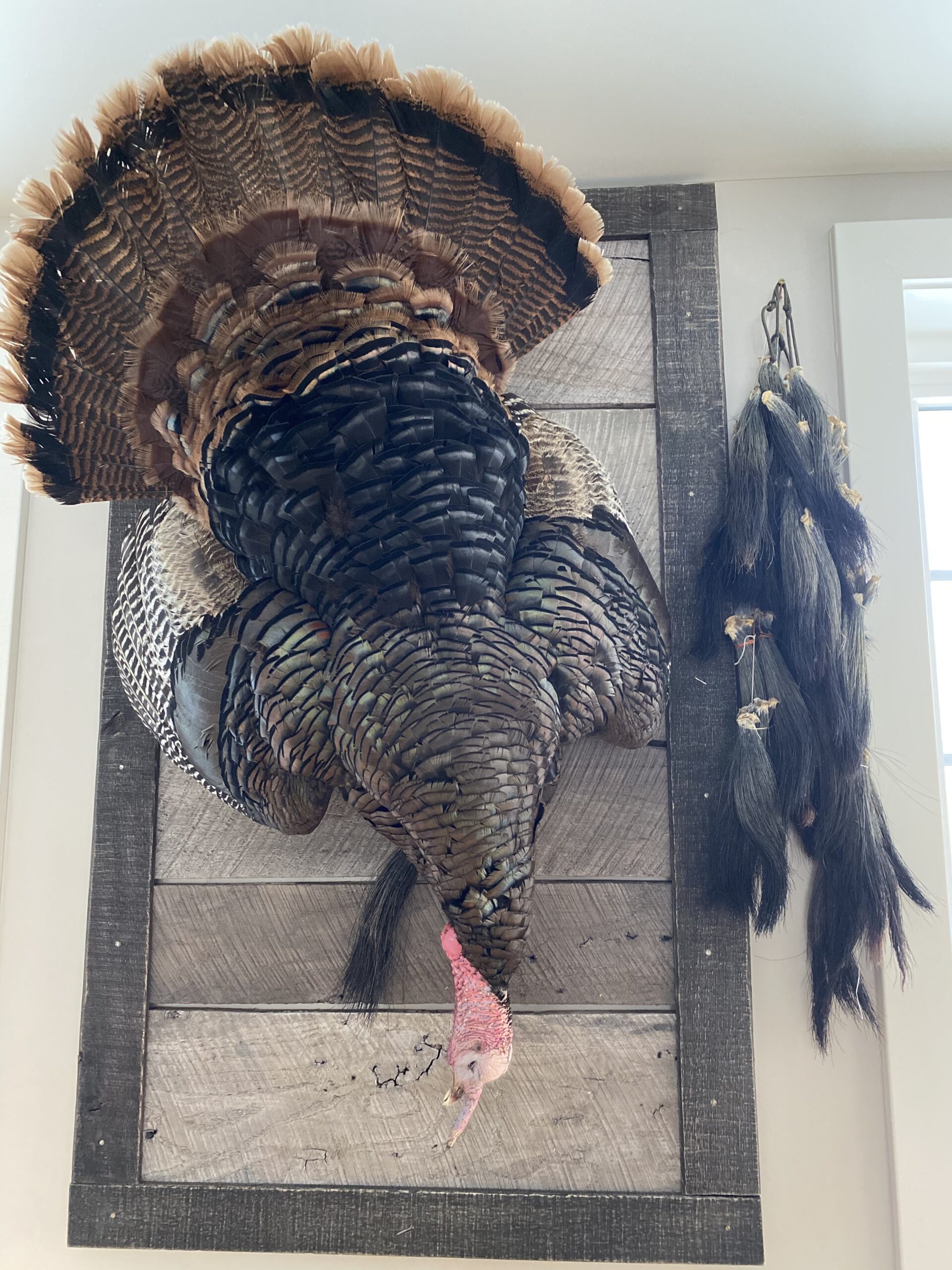 McCauley had bird No. 100 mounted next to many of the beards from other birds he has shot with the Citori.