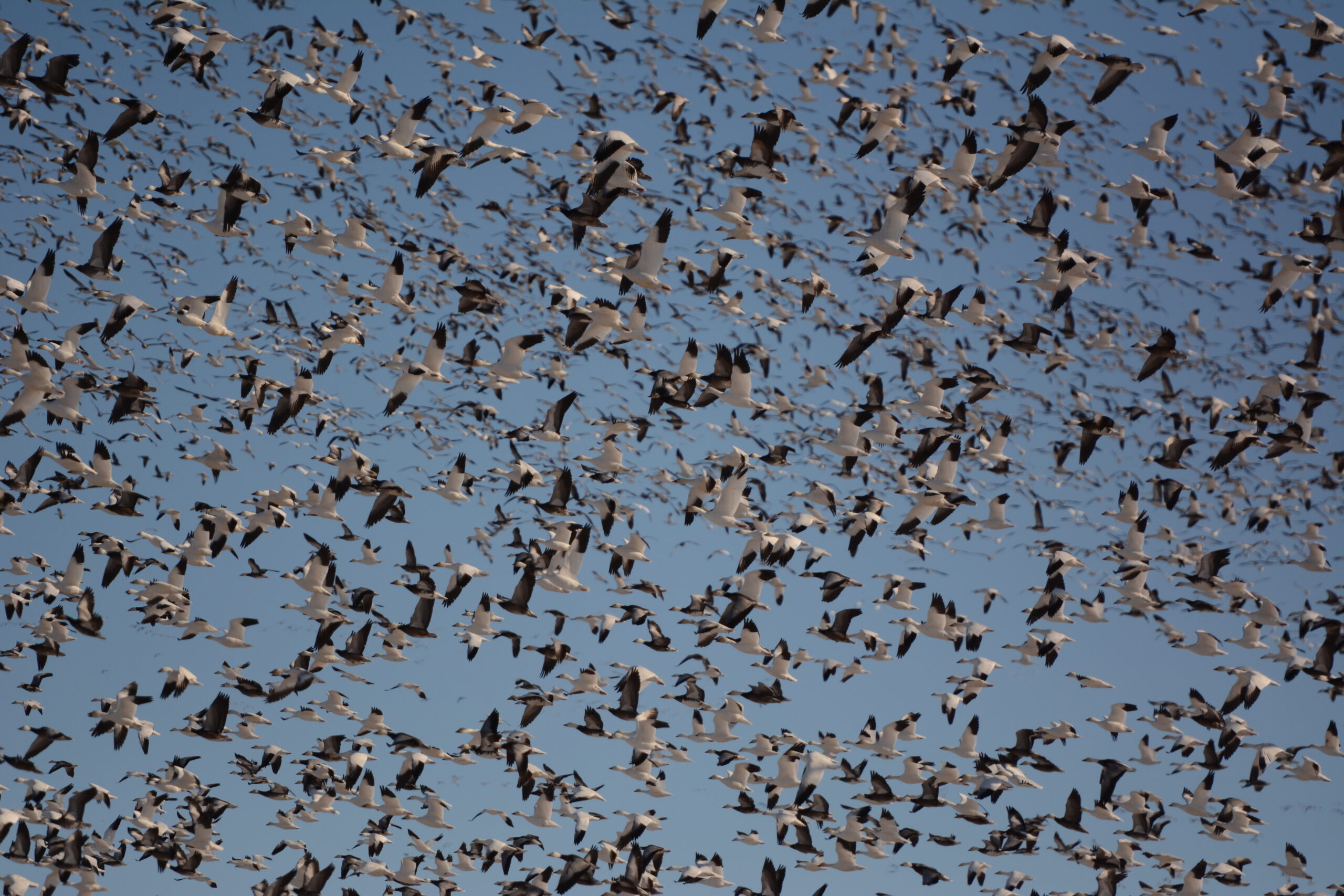 7 Surefire Ways to Ruin Your Spring Snow Goose Hunt