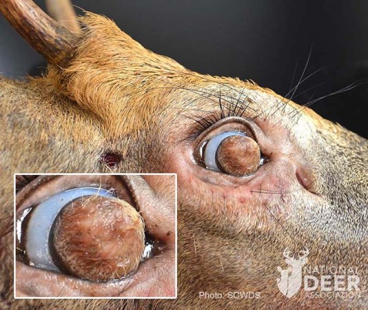 A closeup detail of a buck with idols.