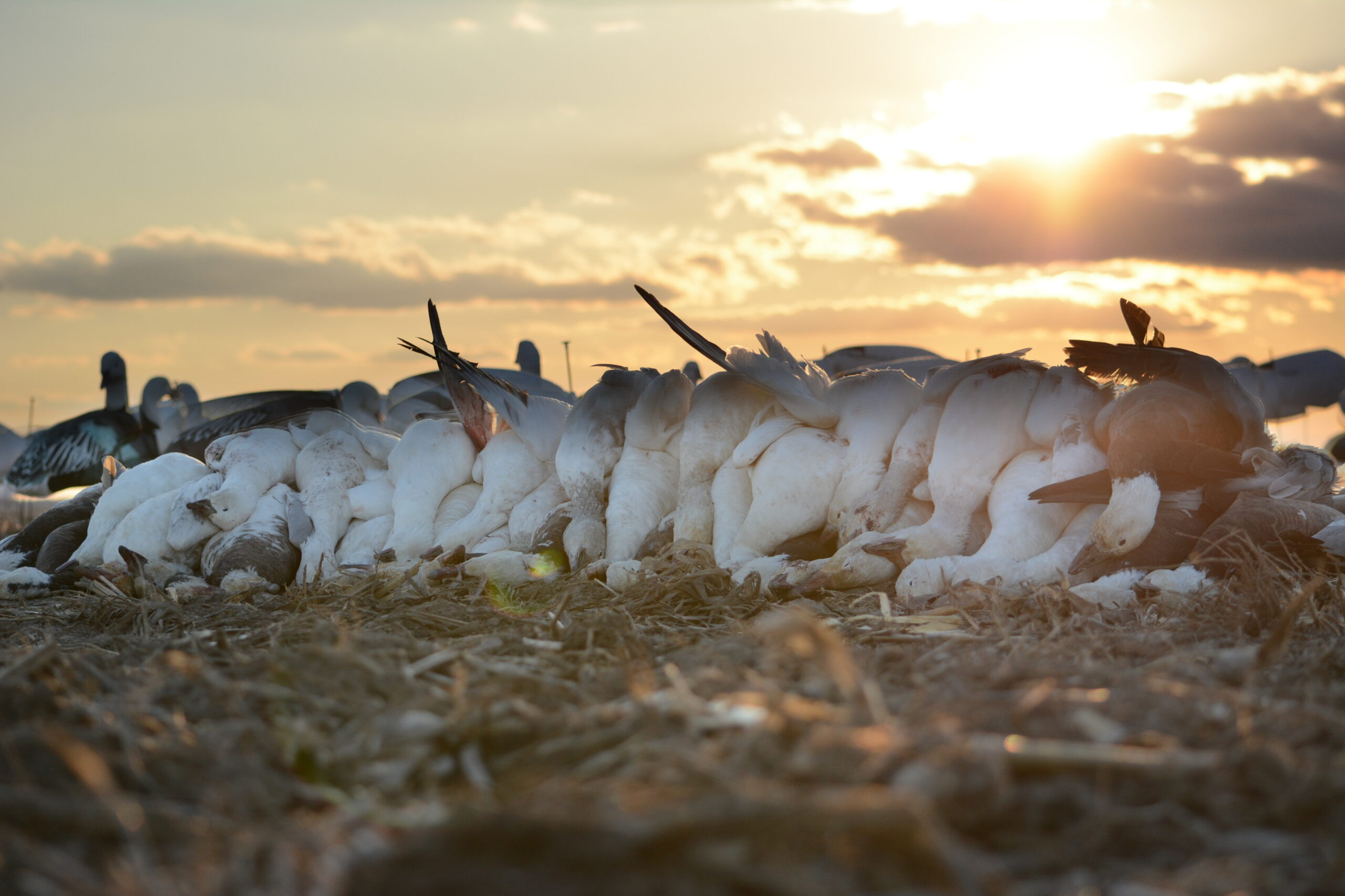 If you want to have a successful snow goose hunt, avoid making fatal mistakes.