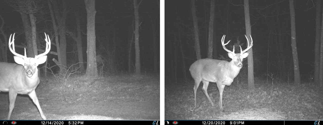 a pair of big whitetail bucks in separate trail camera photos, staring at the camera at night