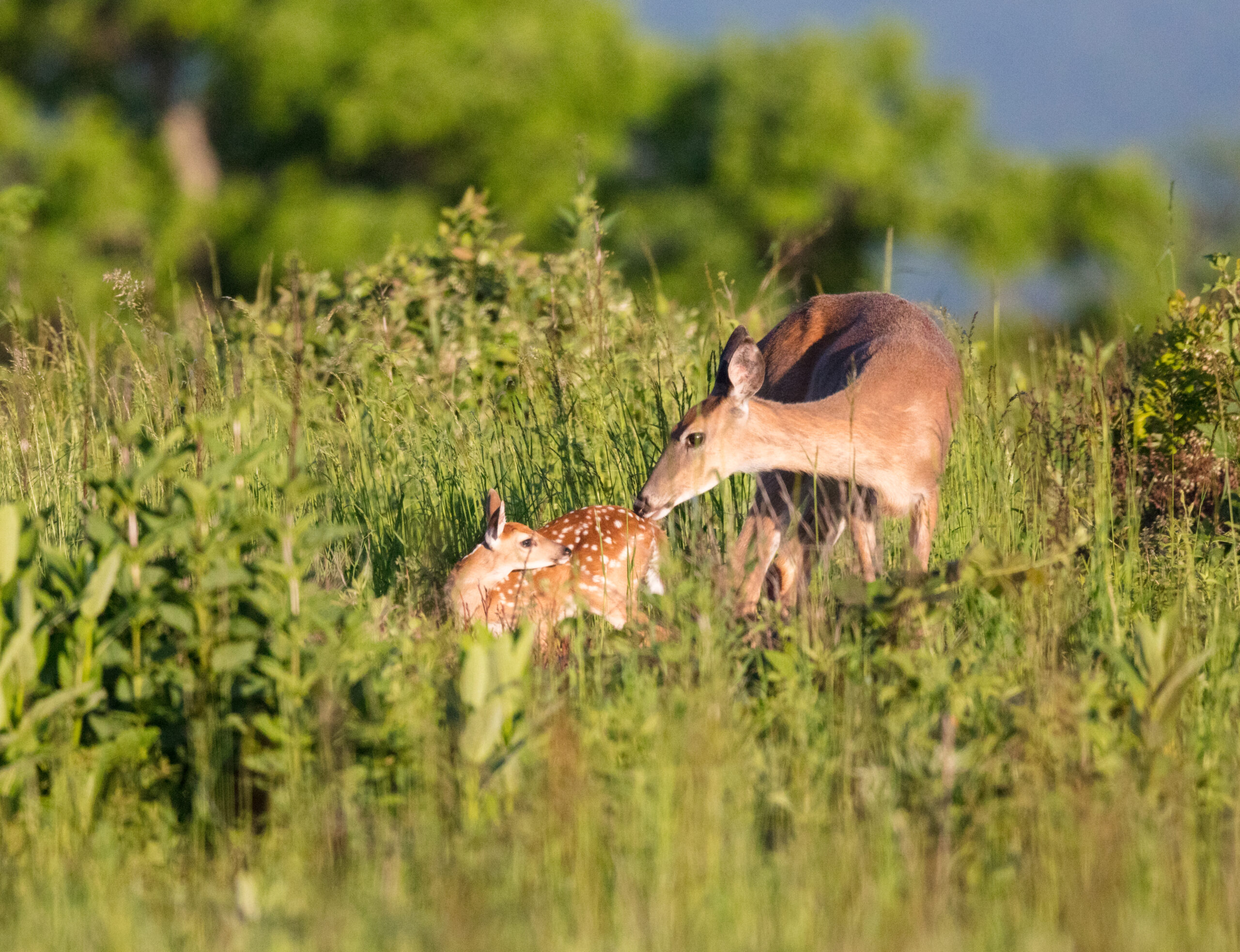 A whitetail doe nuzzles her spotted fawn in a green field.