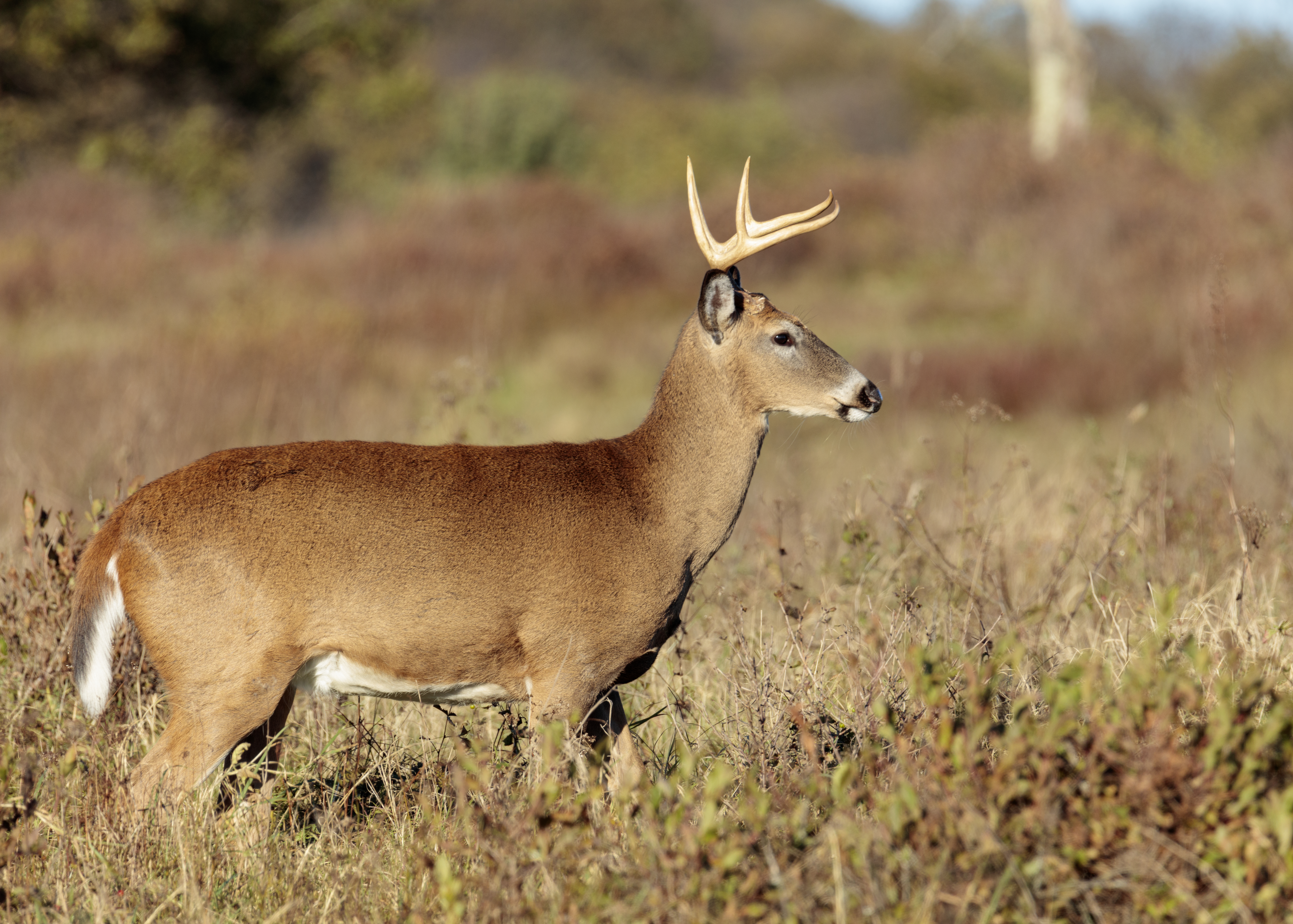 A big-bodied deer with a relatively small set of antlers.