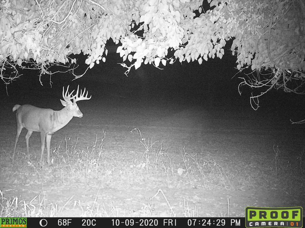 A big whitetail buck photographed on a trail camera at night.