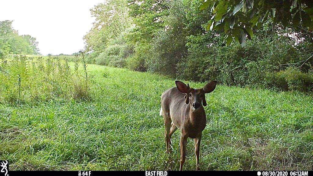 A trail camera photo of a deer with misshapen antelers.