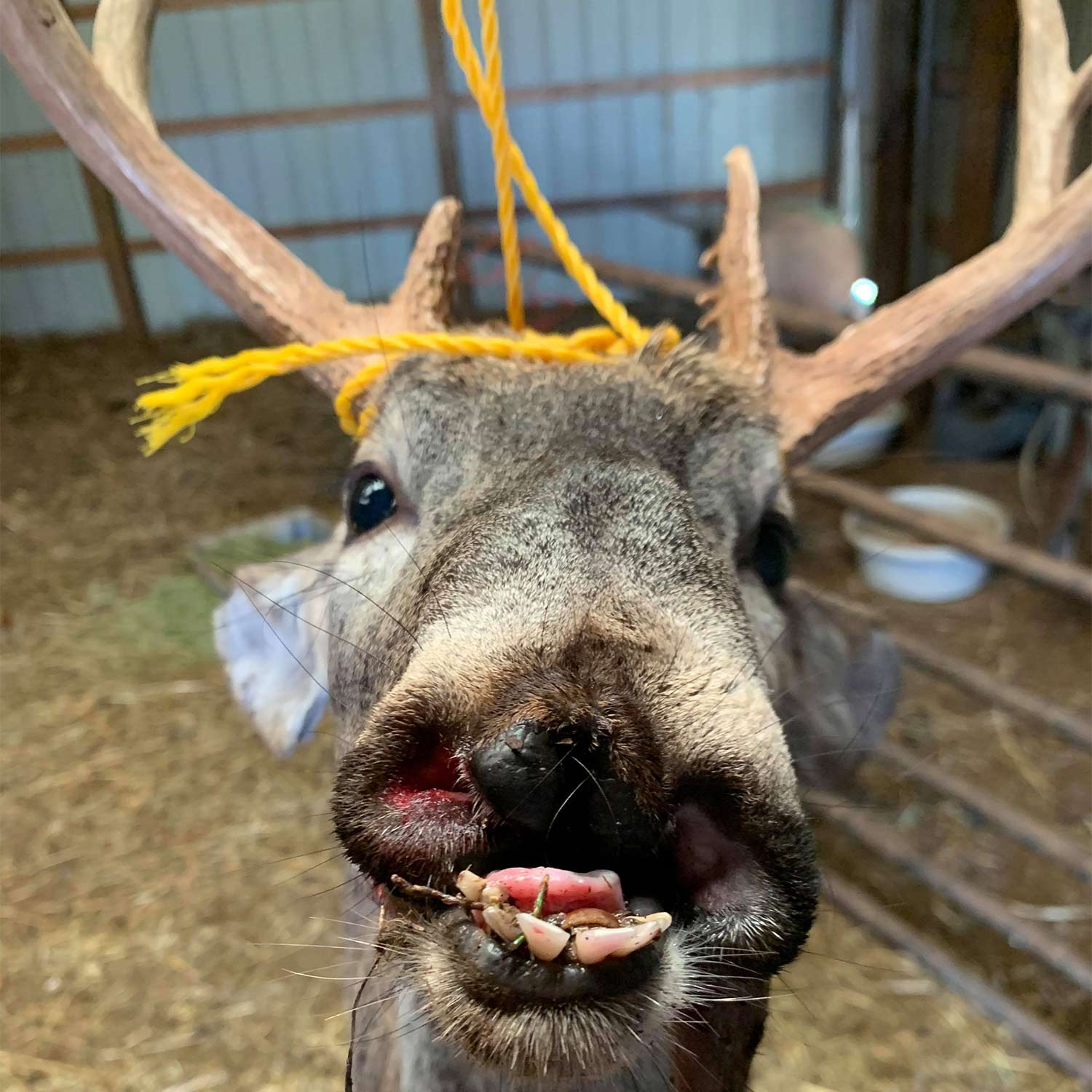 A deer with misshapen mouth