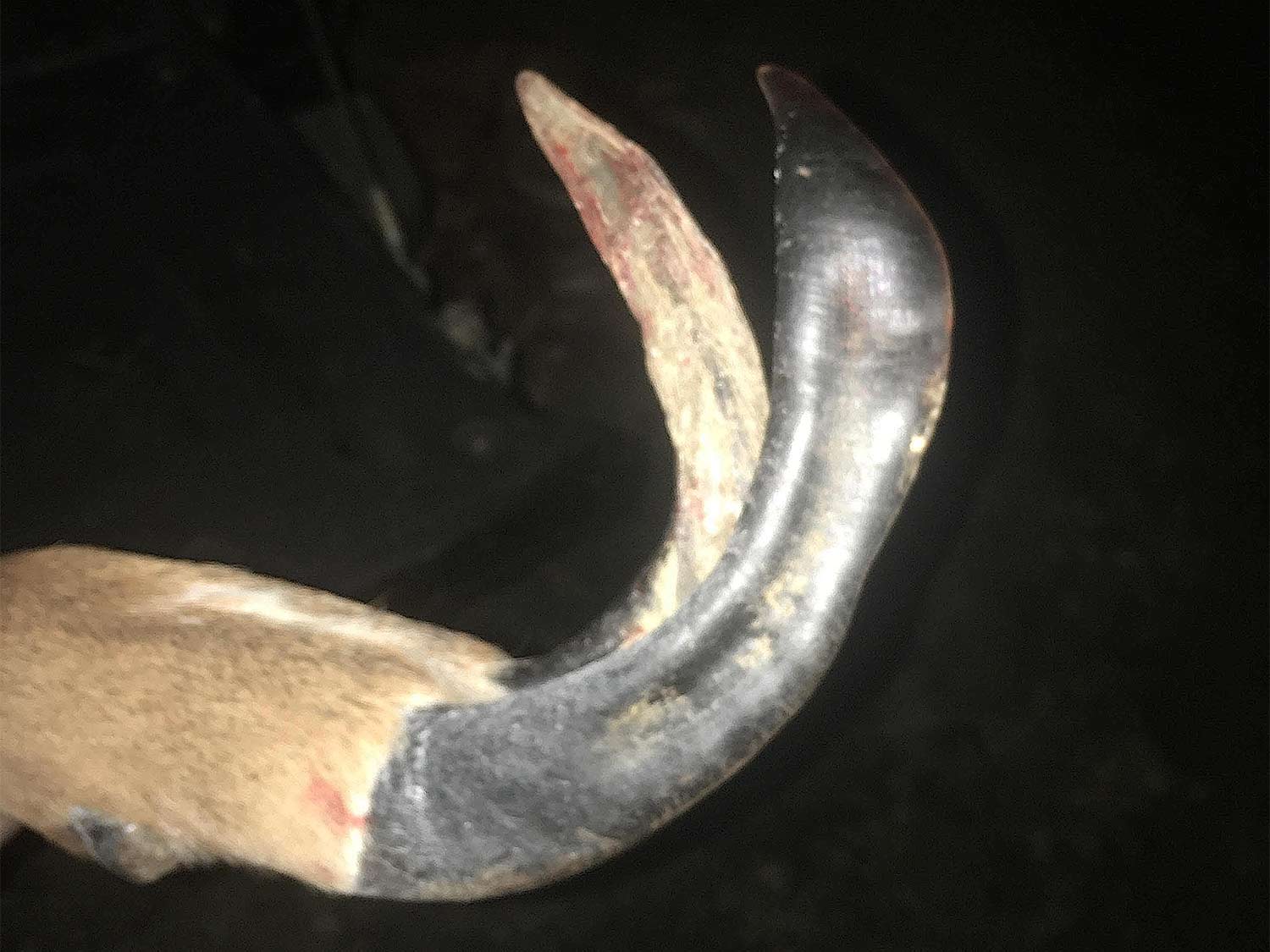 A deer foot with long hooves.