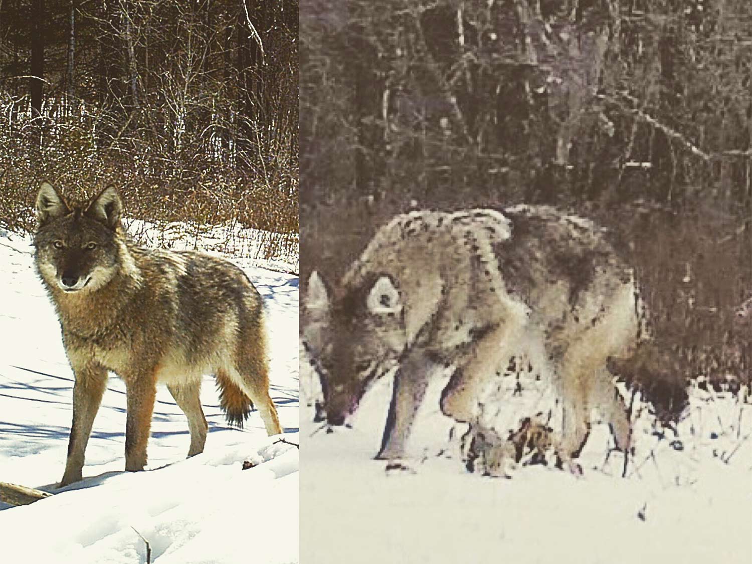 A collage of two coyotes.