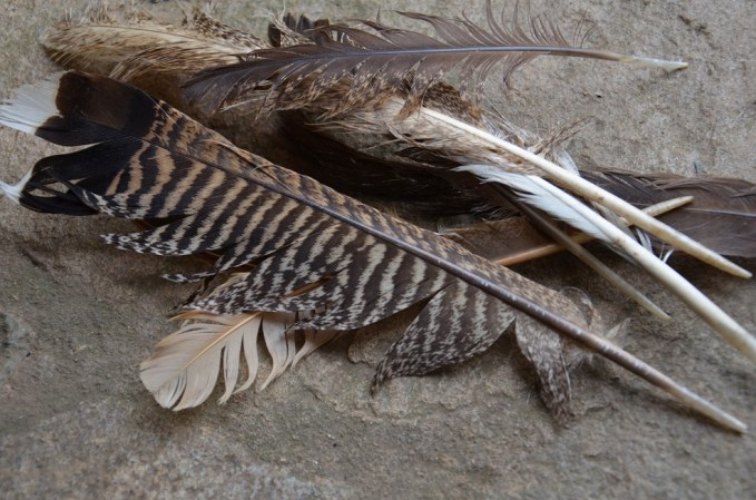 Similar in nutrient profile to hair and fur, feathers can also be buried in the garden or tossed into the compost pile.