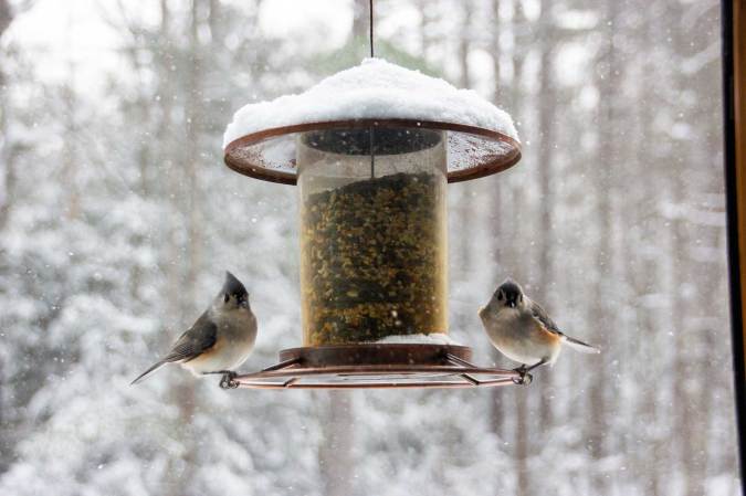 Best Bird Seed: Draw the Birds You Want to Your Backyard