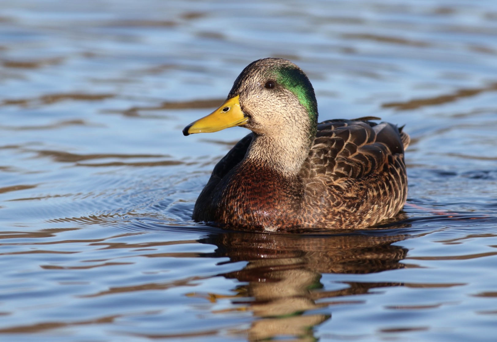 Target the Atlantic Flyway to have your best chance at a mallard/black duck hybrid.