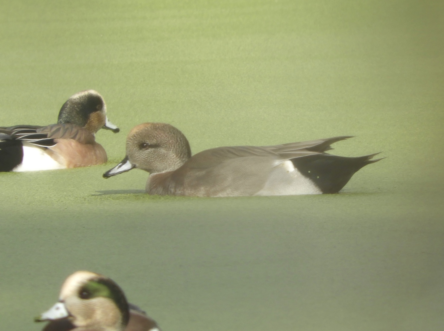 The body of this hybrid resembles a gadwall, while the head and bill have the characteristics of a wigeon.