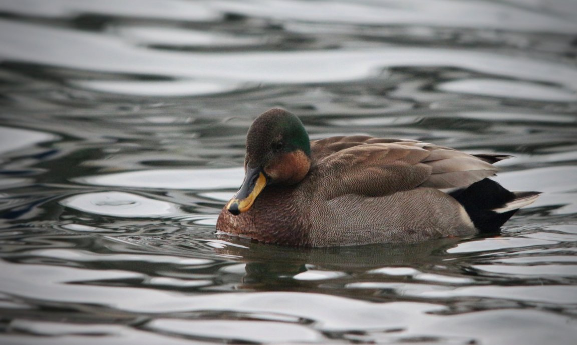 The mallard/teal hybrid is truly unique.