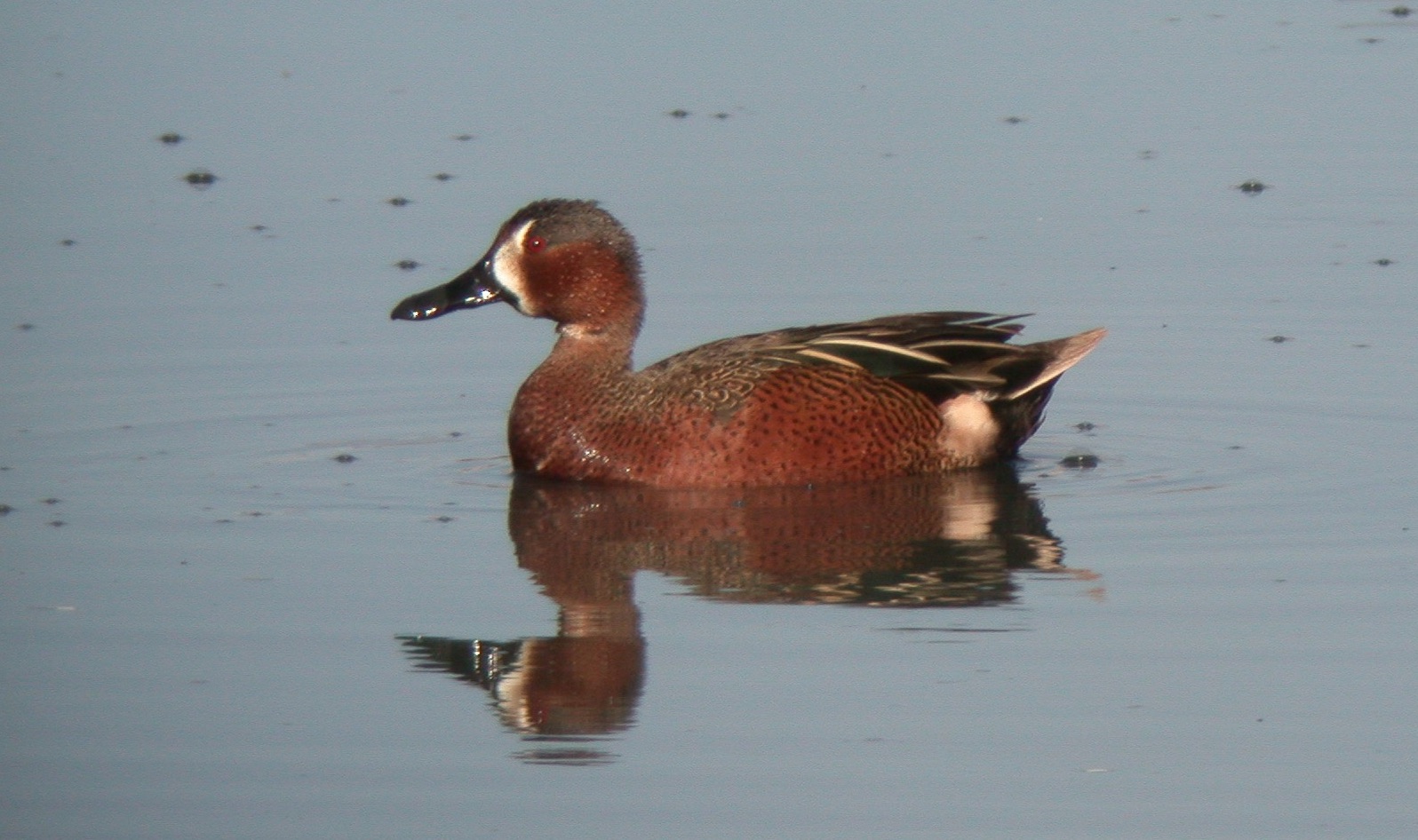 Cinnamon teal are a coveted waterfowl species, but this hybrid is even more rare.