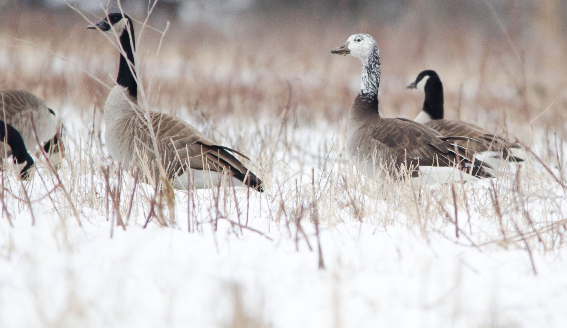 This hybrids easily stands out in a group of honkers.