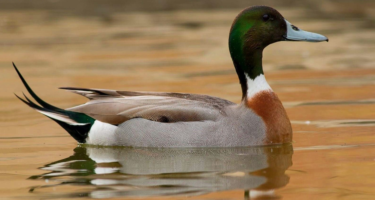Mallard/pintail hybrids are the most common.