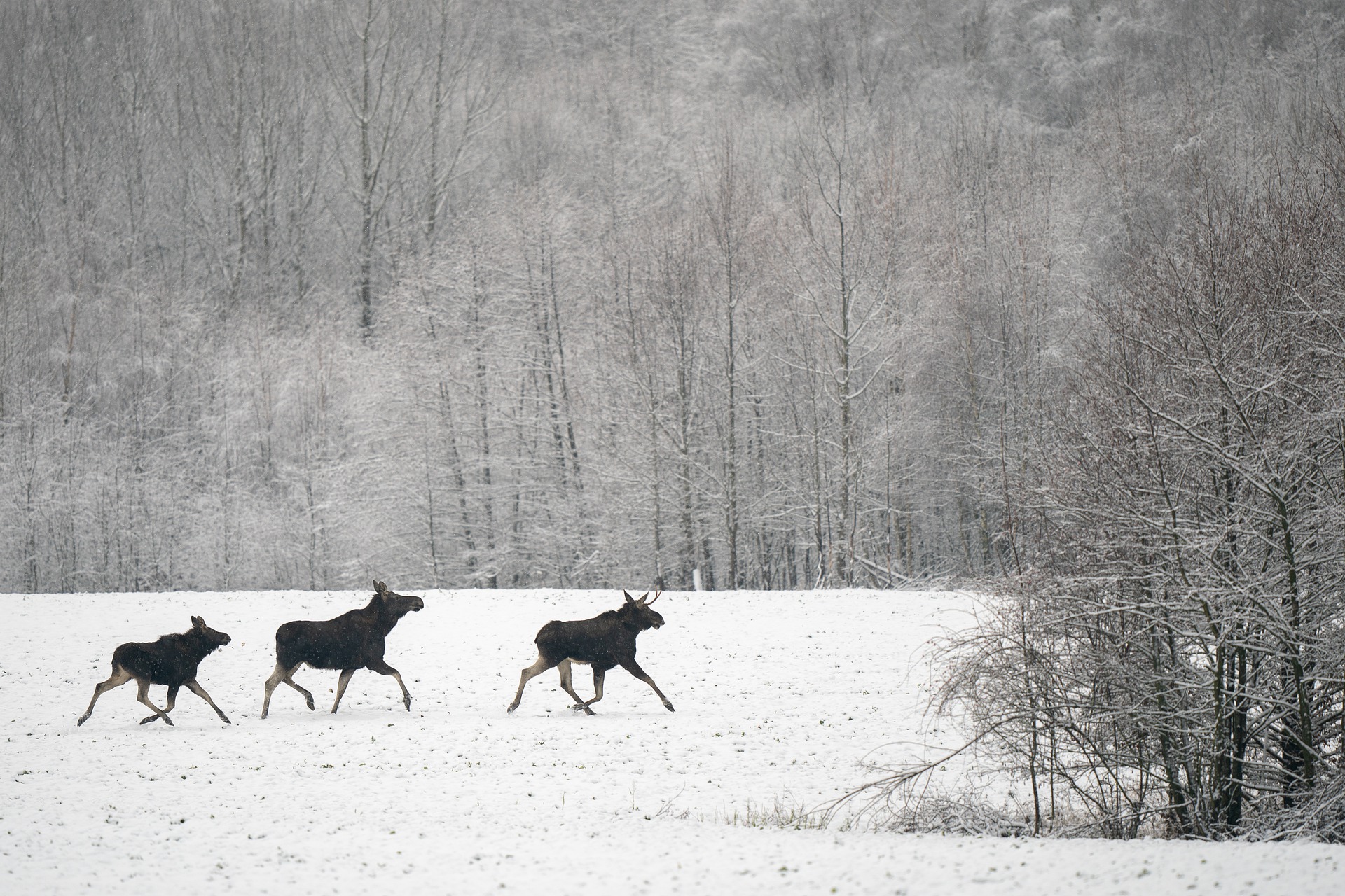 Vermont is proposing a special moose hunt to curtail its winter tick population.
