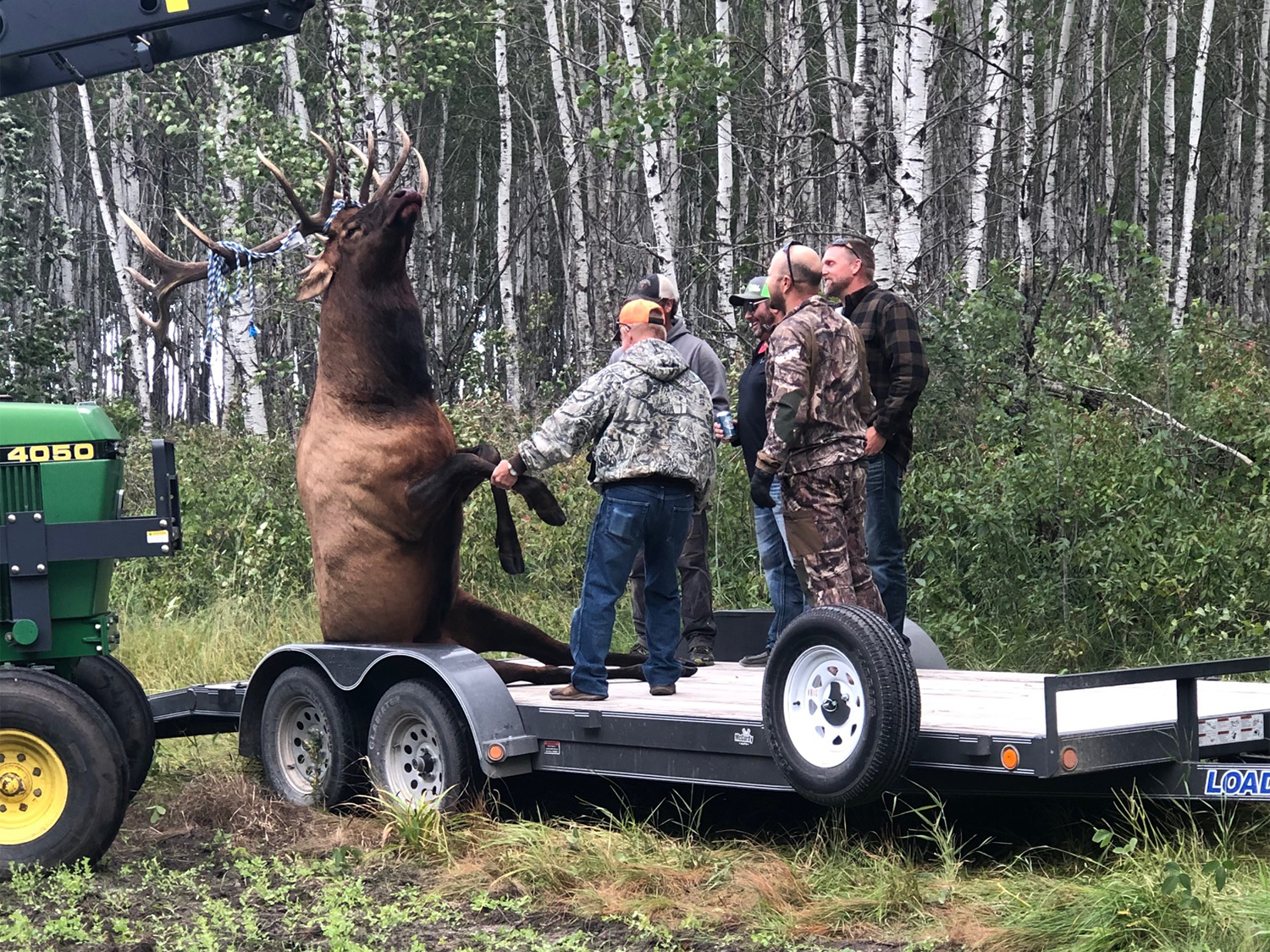 Hunters haul a large elk onto a trailer bed.