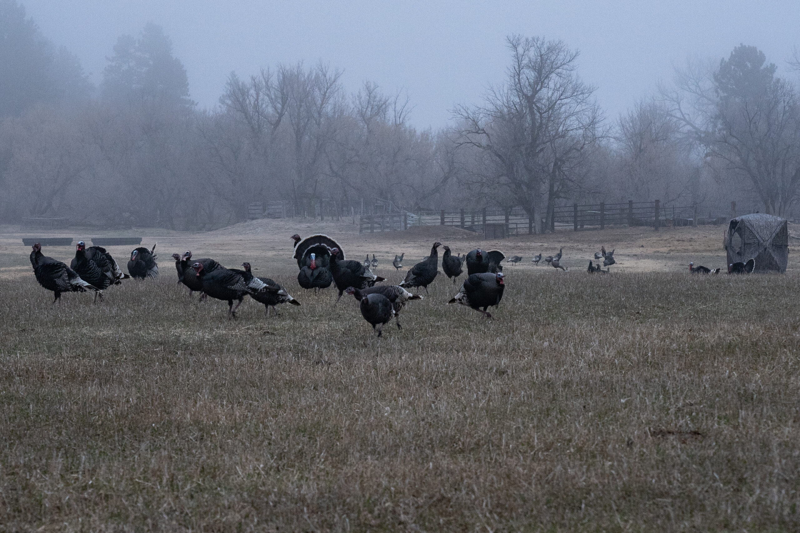 Nebraska has three of the four subspecies of American turkeys—Easterns, Merriam's and Rio Grande.