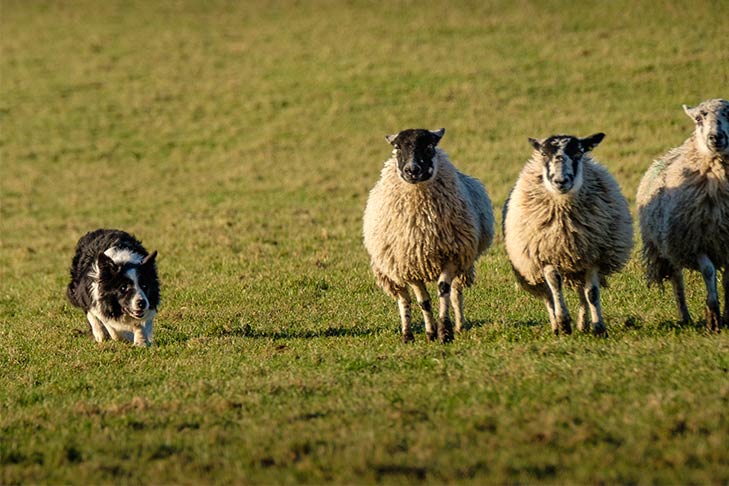 A border collie herds sheep.