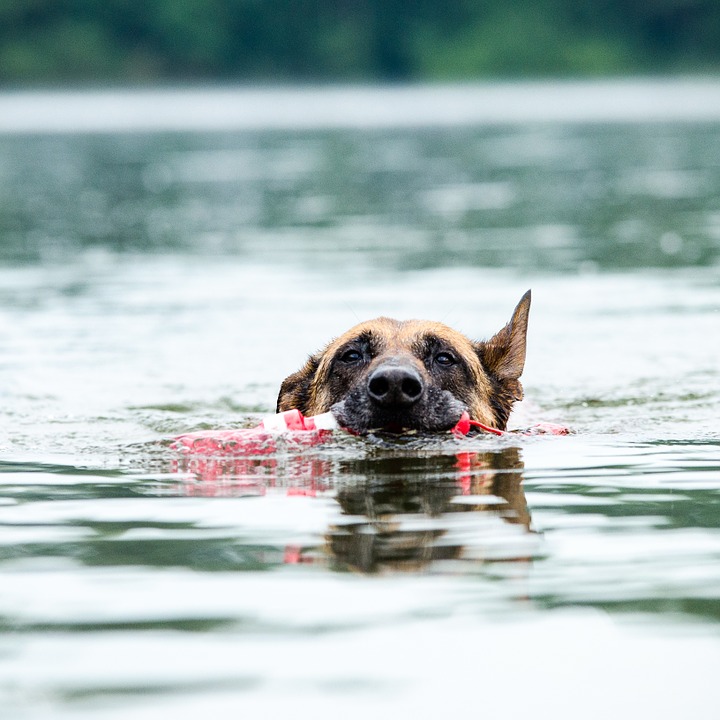 a belgian malinois with a bumper swimming