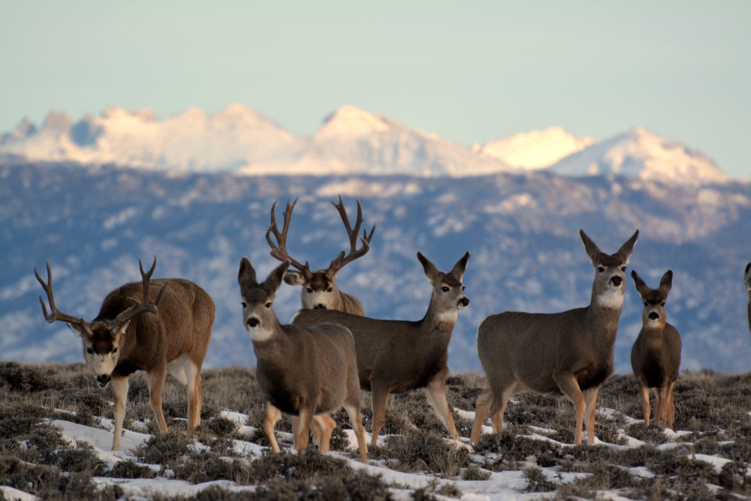 Big mule deer bucks and does in a mountain landscape.