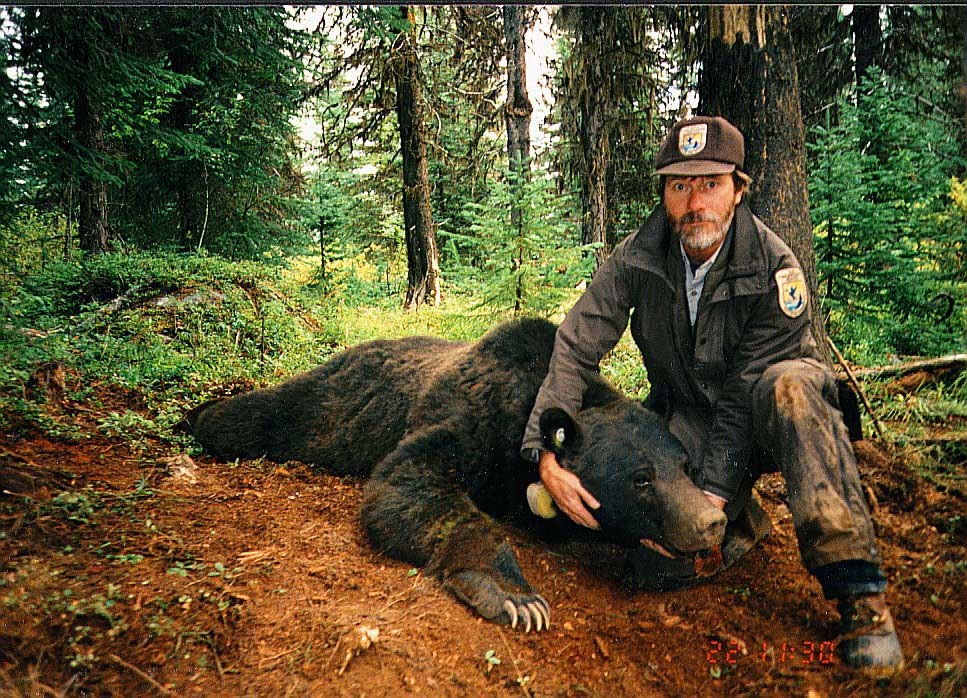 A USFWS employee holds the head of an adult male grizzly, a species that has recovered in the lower 48.