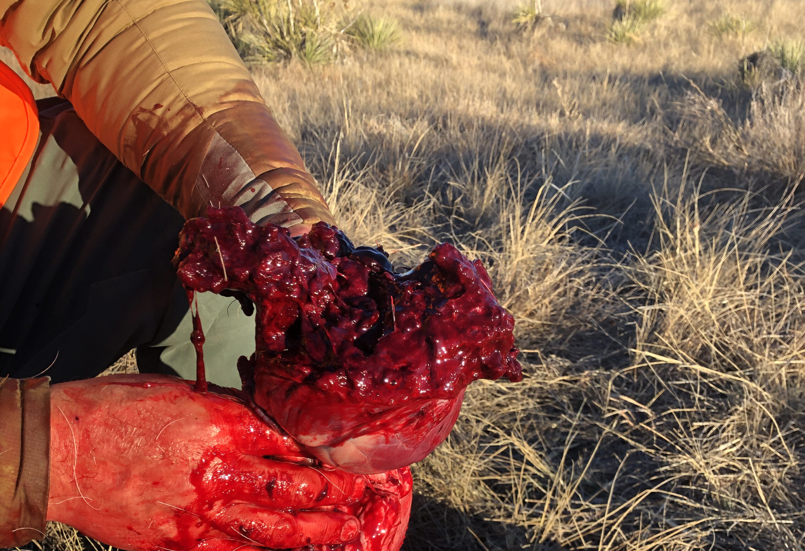 A pair of bloody hands holds a deer heart in the field, the sign of a perfect shot.