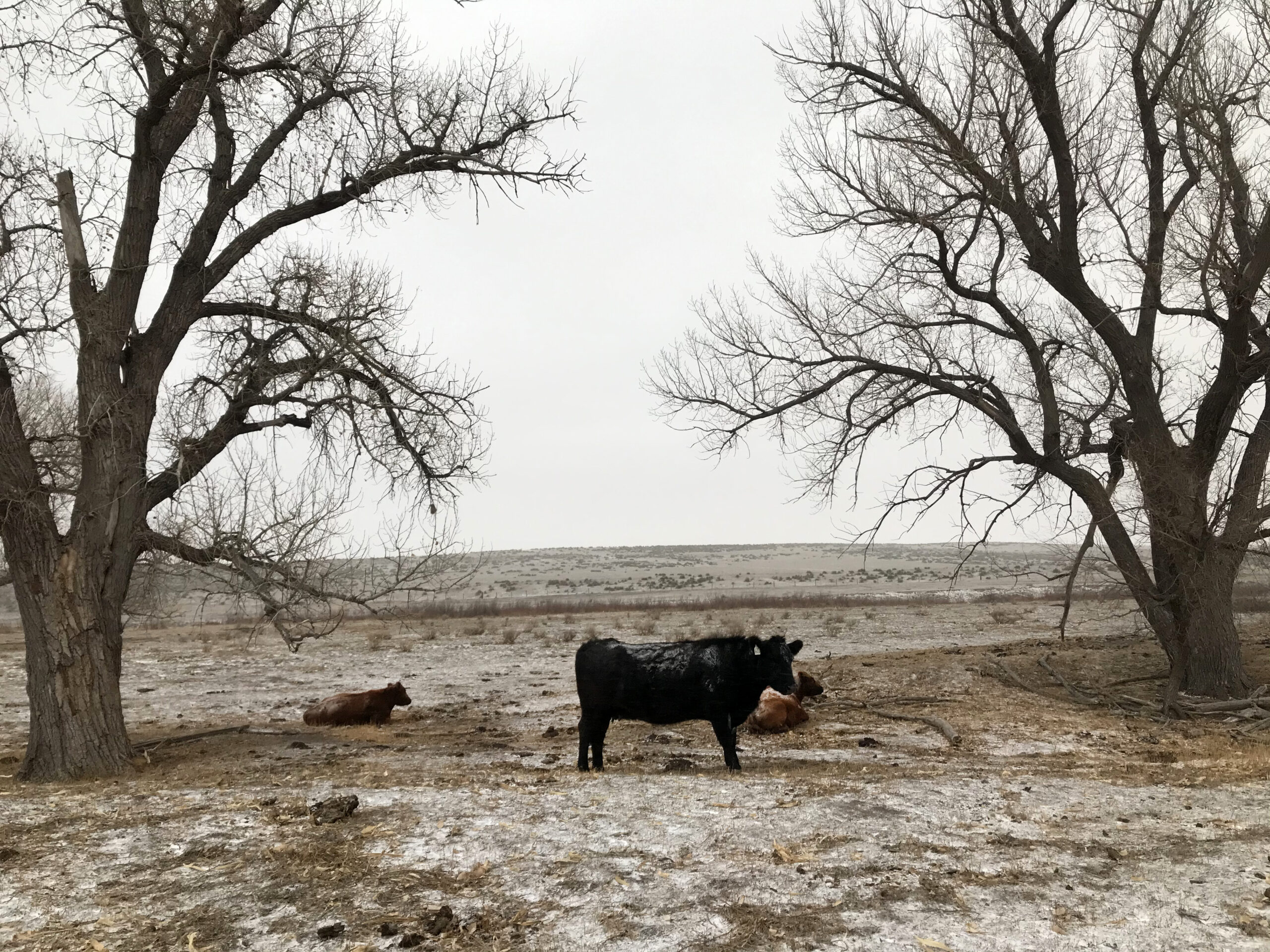 Cows standing between a few trees on a snow-dusted prairie in Eastern Colorado.