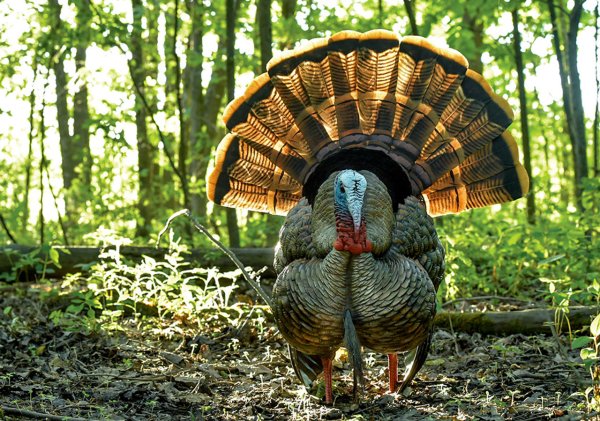 The Best Turkey Decoys of 2023, Tested and Reviewed