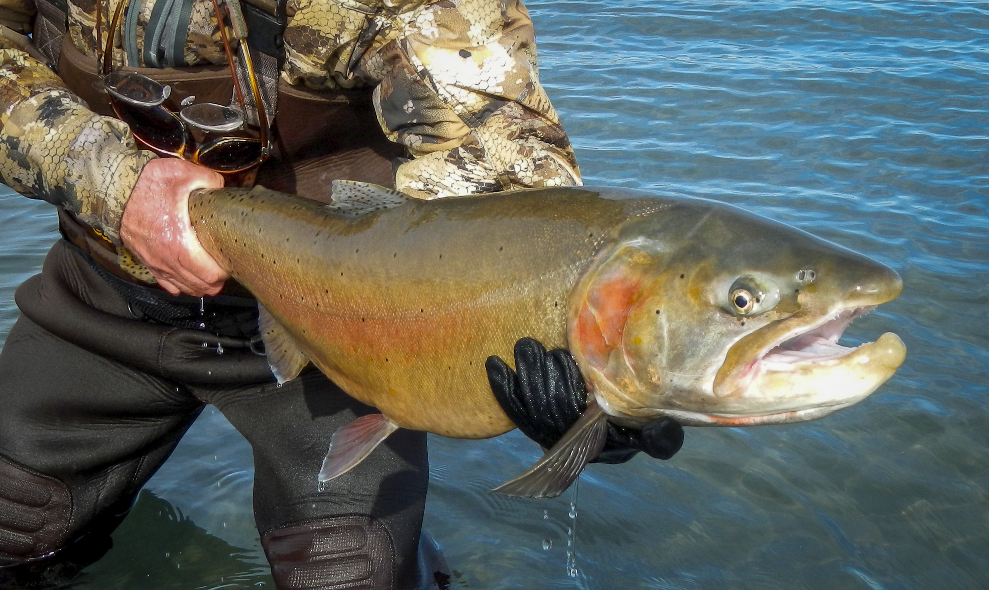 Lahontan cutthroat trout.