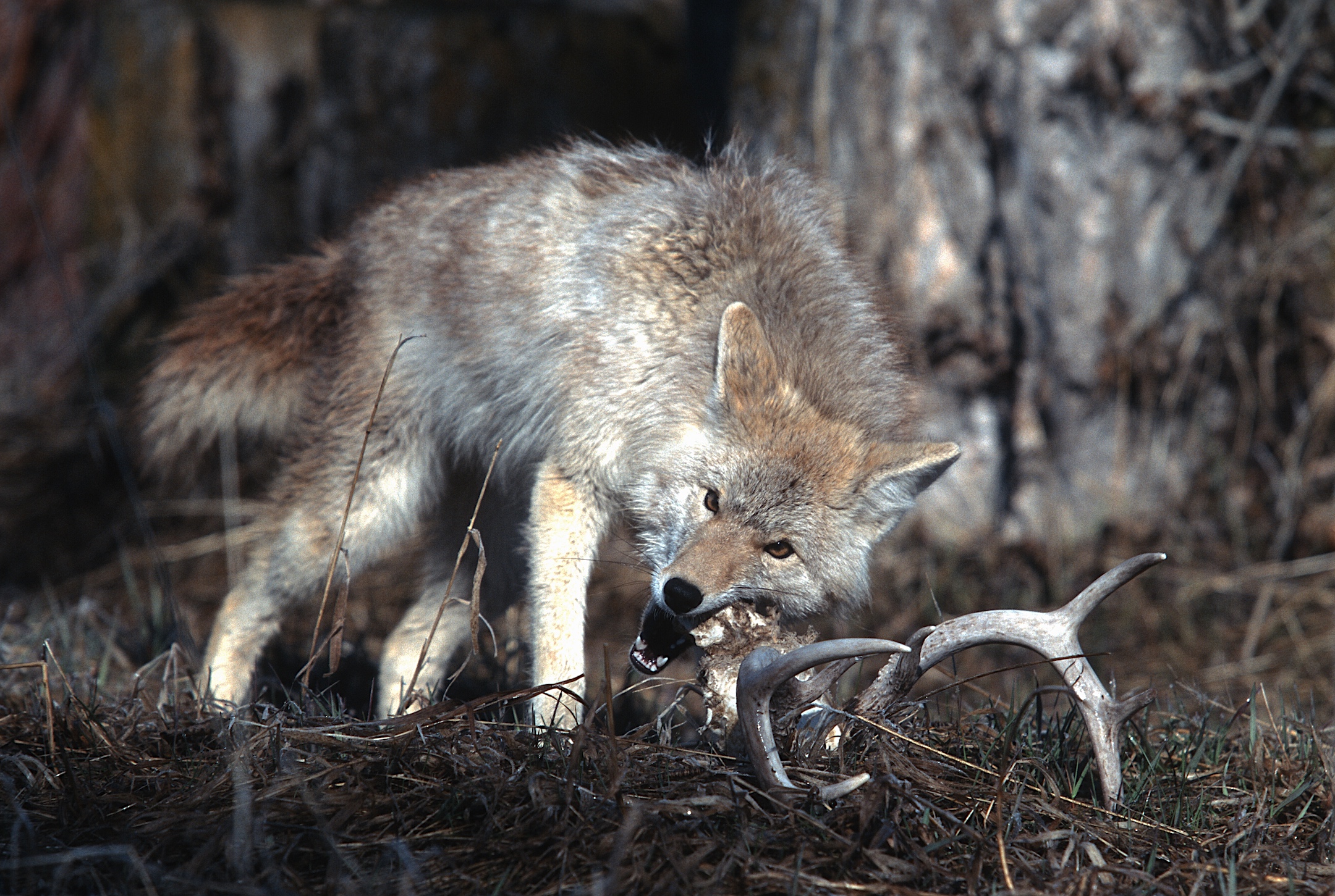 The .220 can kill coyotes at longer distances than many of the more traditional varmint loads.