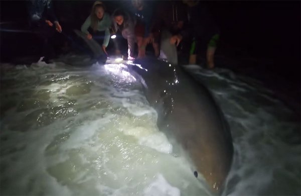Video: Great White Shark Caught (and Released) from Florida’s Pensacola Beach