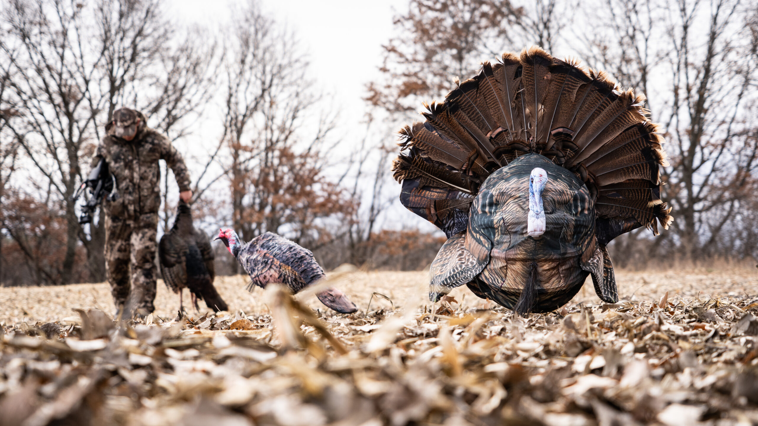 Hunter with a turkey and turkey decoy