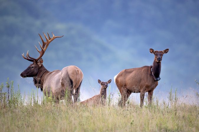 Despite Challenges—Like an Infestation of Brain Worms—West Virginia’s Elk Reintroduction Is Well Underway