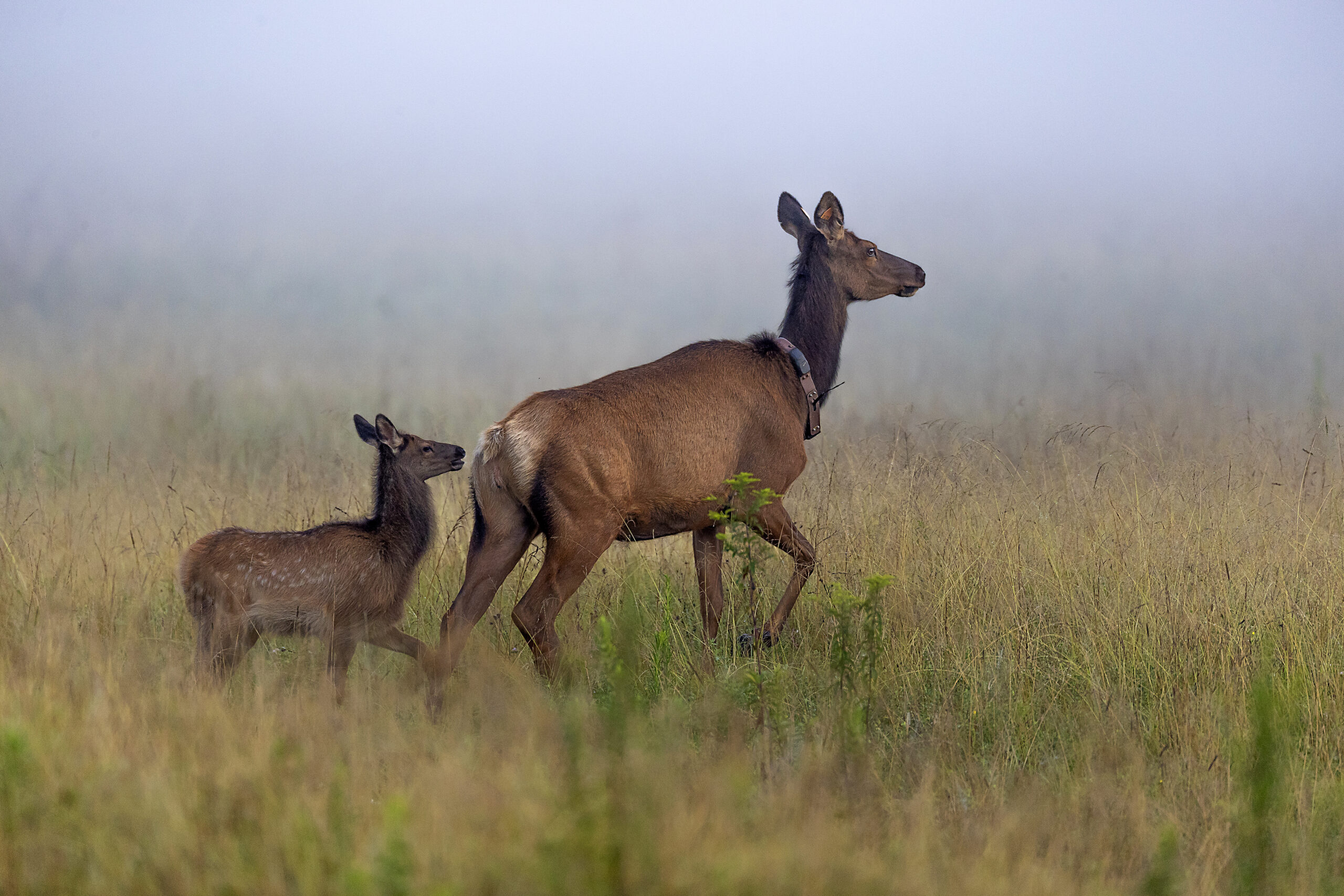 A collared cow elk and her calf trot across a misty field in West Virginia.