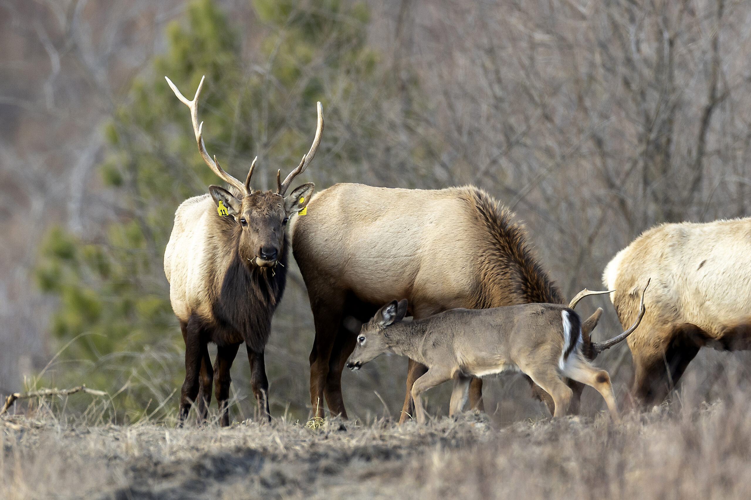 Tagged elk in the reintroduced herd in West Virginia.