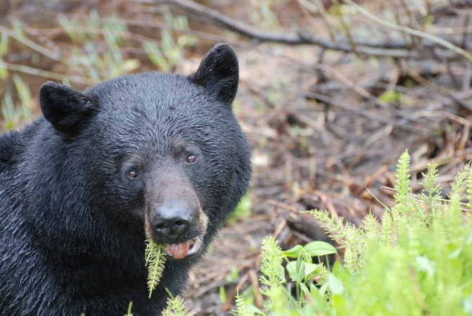 Black Bears Are Suffering From a Mystery Disease in California
