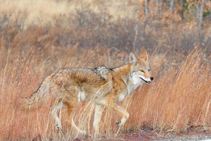 New Mexico coyote