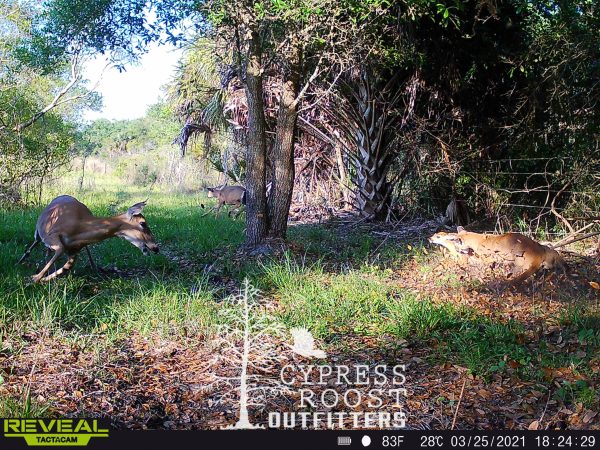 Florida Panther Attacks a Fawn, Captured on Trail Camera
