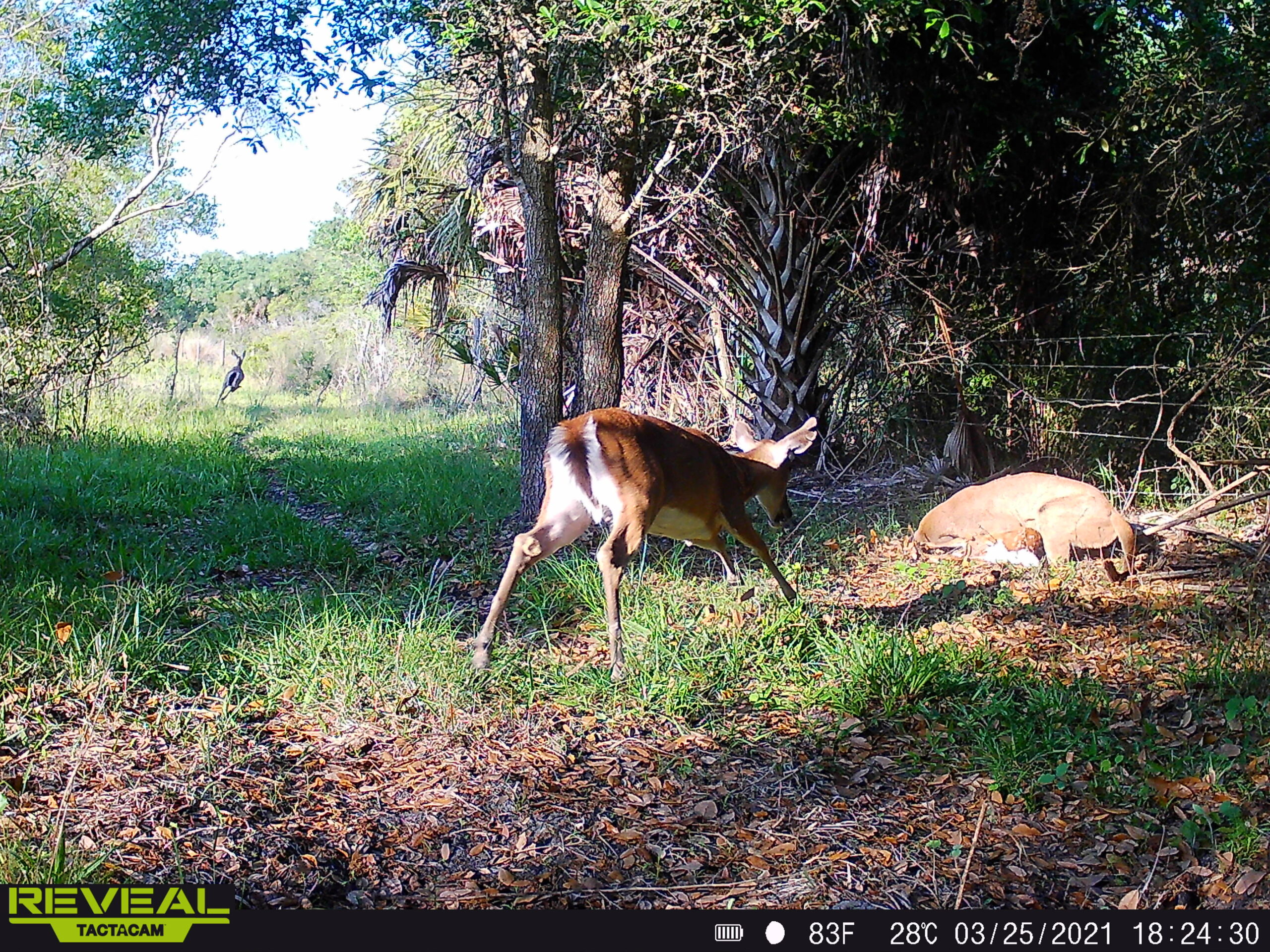A Florida panther overpowers a fawn on a sprawling farm west of famed Lake Okeechobee.